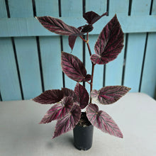 Load image into Gallery viewer, #W22 Begonia Maurice Amy