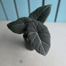 Load image into Gallery viewer, #78 Alocasia Maharani