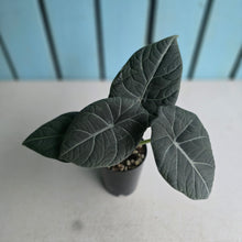 Load image into Gallery viewer, #78 Alocasia Maharani