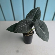 Load image into Gallery viewer, #78 Alocasia Maharani