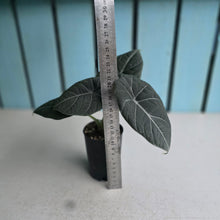 Load image into Gallery viewer, #78 Alocasia Maharani