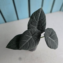 Load image into Gallery viewer, #78 Alocasia Maharani