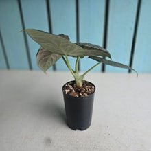 Load image into Gallery viewer, #78 Alocasia Maharani
