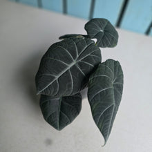 Load image into Gallery viewer, #J1 Alocasia Maharani