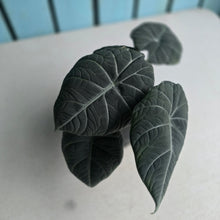 Load image into Gallery viewer, #J1 Alocasia Maharani