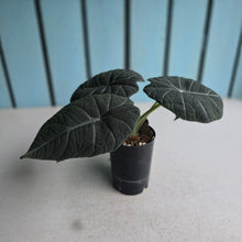 Load image into Gallery viewer, #J1 Alocasia Maharani