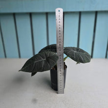 Load image into Gallery viewer, #J1 Alocasia Maharani