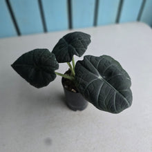 Load image into Gallery viewer, #J1 Alocasia Maharani