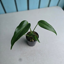 Load image into Gallery viewer, #H125 Monstera Burle Marx Flame