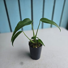 Load image into Gallery viewer, #H125 Monstera Burle Marx Flame