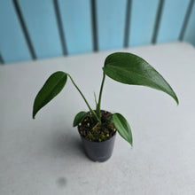 Load image into Gallery viewer, #B108 Monstera Burle Marx Flame