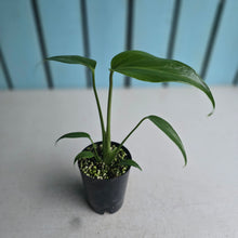 Load image into Gallery viewer, #P4 Monstera Burle Marx Flame