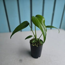 Load image into Gallery viewer, #P54 Monstera Burle Marx Flame