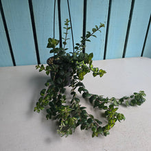 Load image into Gallery viewer, #W14 Columnea Microphylla Variegata
