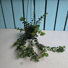 Load image into Gallery viewer, #W14 Columnea Microphylla Variegata