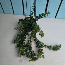 Load image into Gallery viewer, #W14 Columnea Microphylla Variegata