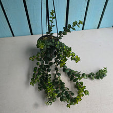 Load image into Gallery viewer, #W14 Columnea Microphylla Variegata