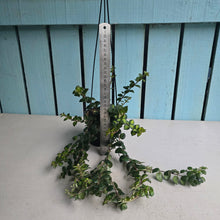 Load image into Gallery viewer, #W14 Columnea Microphylla Variegata