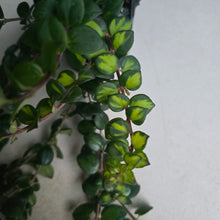 Load image into Gallery viewer, #W14 Columnea Microphylla Variegata
