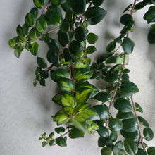 Load image into Gallery viewer, #W14 Columnea Microphylla Variegata