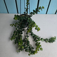 Load image into Gallery viewer, #W14 Columnea Microphylla Variegata