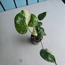 Load image into Gallery viewer, #71 Monstera Thai Constellation