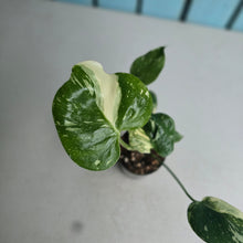 Load image into Gallery viewer, #71 Monstera Thai Constellation