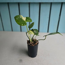 Load image into Gallery viewer, #71 Monstera Thai Constellation