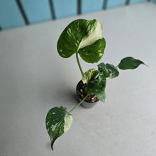 Load image into Gallery viewer, #71 Monstera Thai Constellation