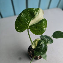 Load image into Gallery viewer, #71 Monstera Thai Constellation