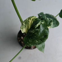 Load image into Gallery viewer, #71 Monstera Thai Constellation