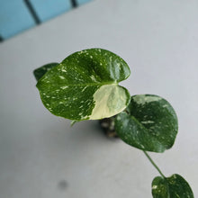 Load image into Gallery viewer, #H75 Monstera Thai Constellation