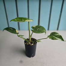 Load image into Gallery viewer, #H75 Monstera Thai Constellation