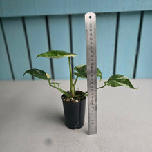 Load image into Gallery viewer, #H75 Monstera Thai Constellation