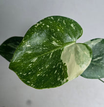 Load image into Gallery viewer, #H75 Monstera Thai Constellation