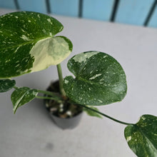Load image into Gallery viewer, #H75 Monstera Thai Constellation