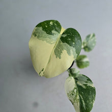 Load image into Gallery viewer, #W11 Monstera Thai Constellation