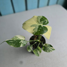 Load image into Gallery viewer, #W11 Monstera Thai Constellation