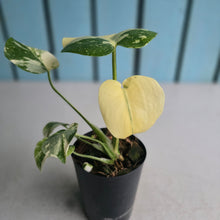 Load image into Gallery viewer, #W11 Monstera Thai Constellation