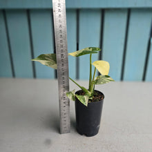 Load image into Gallery viewer, #W11 Monstera Thai Constellation