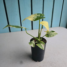 Load image into Gallery viewer, #W11 Monstera Thai Constellation