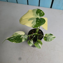 Load image into Gallery viewer, #W11 Monstera Thai Constellation