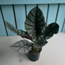 Load image into Gallery viewer, #B65 Alocasia Nebula Elaine