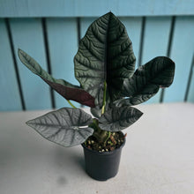 Load image into Gallery viewer, #B65 Alocasia Nebula Elaine