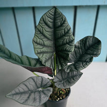 Load image into Gallery viewer, #B65 Alocasia Nebula Elaine