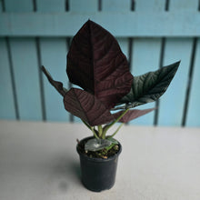 Load image into Gallery viewer, #B65 Alocasia Nebula Elaine