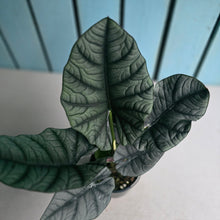 Load image into Gallery viewer, #B65 Alocasia Nebula Elaine