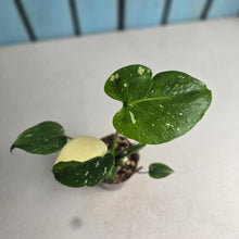 Load image into Gallery viewer, #B43 Monstera Thai Constellation
