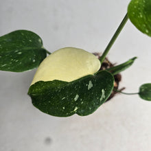 Load image into Gallery viewer, #B43 Monstera Thai Constellation