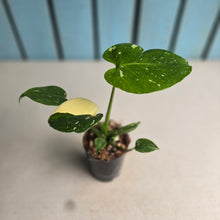Load image into Gallery viewer, #B43 Monstera Thai Constellation
